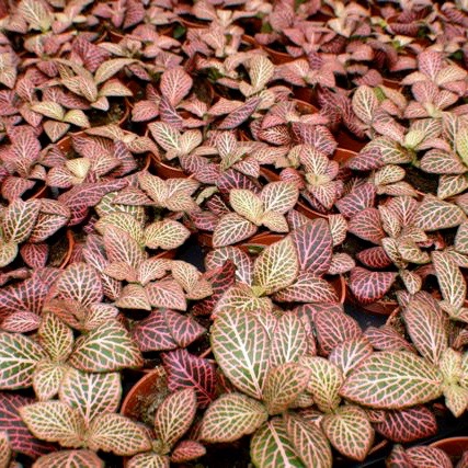 Fittonia mini red in pot